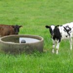 Cows in Field