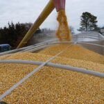 Maize being poured