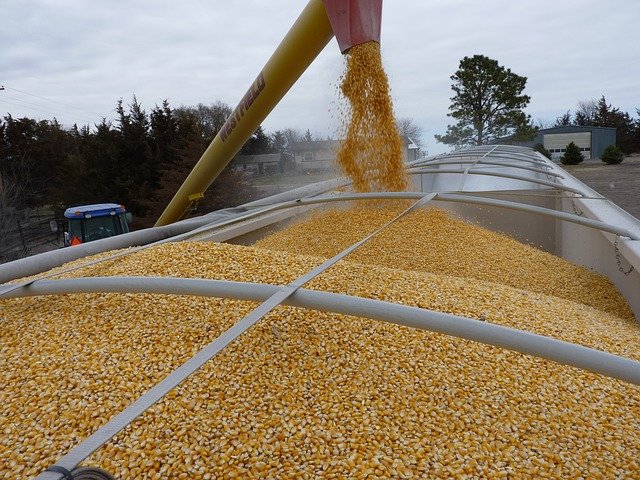 Maize being poured