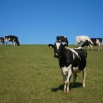 Cows in Field