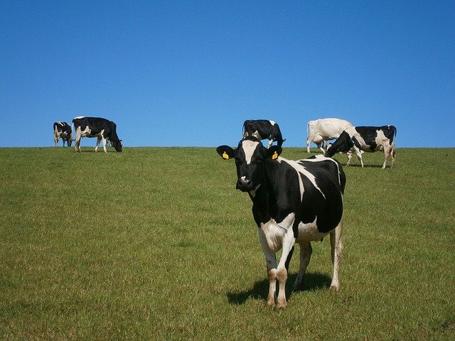 Cows in Field