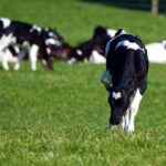 Cows Grazing