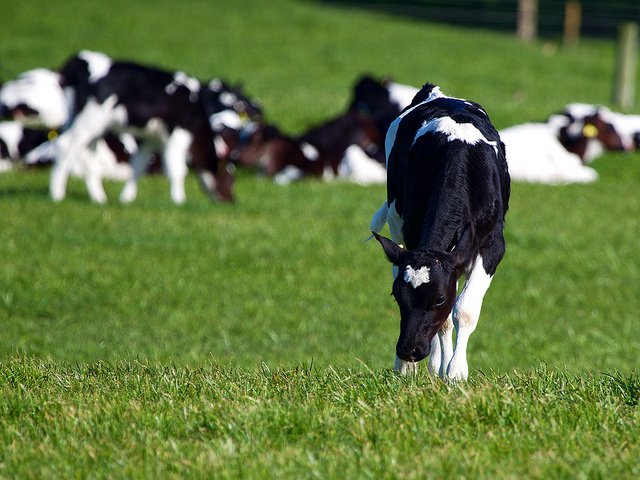 Cows Grazing