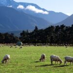 Sheep in Field