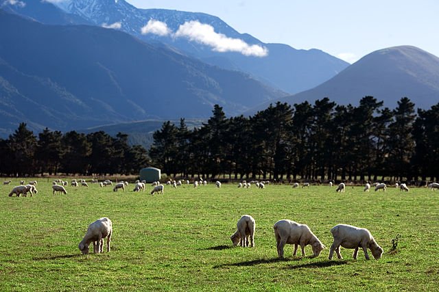 Sheep in Field