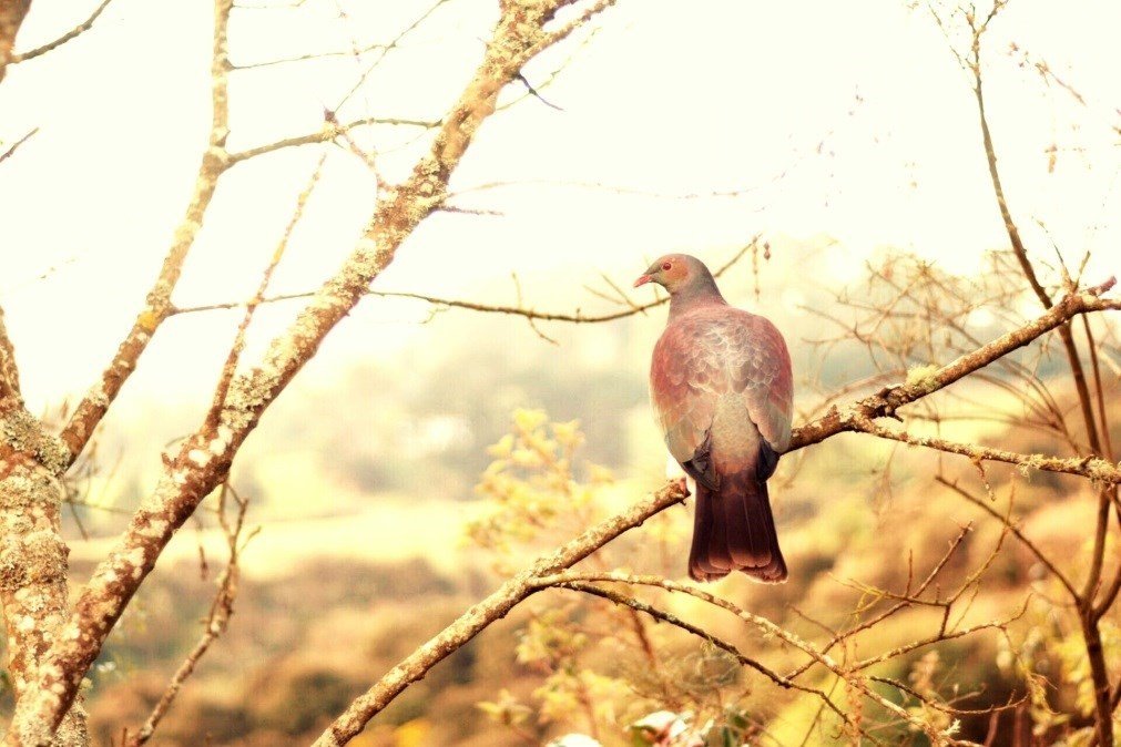 biodiversity policy