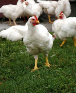 Worried about 'free-range' chickens? Choose organic! - The Soil