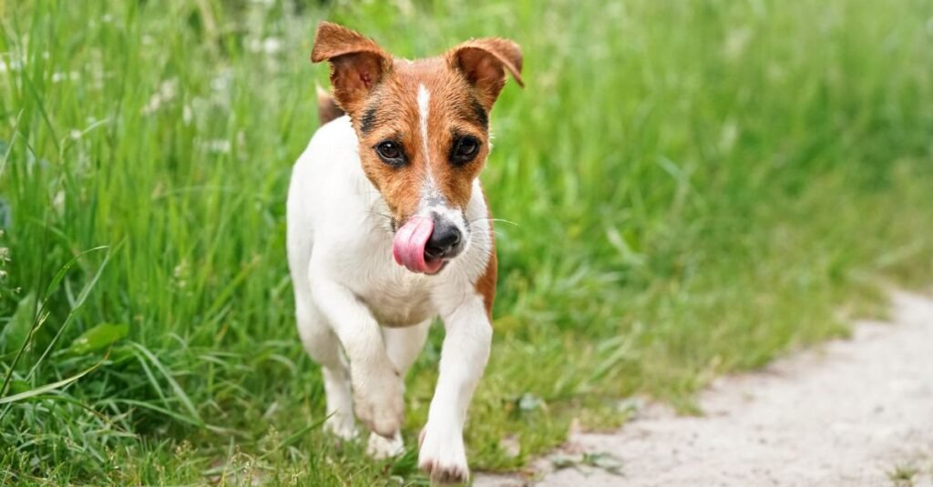 Image of puppy trotting along a grass verge.