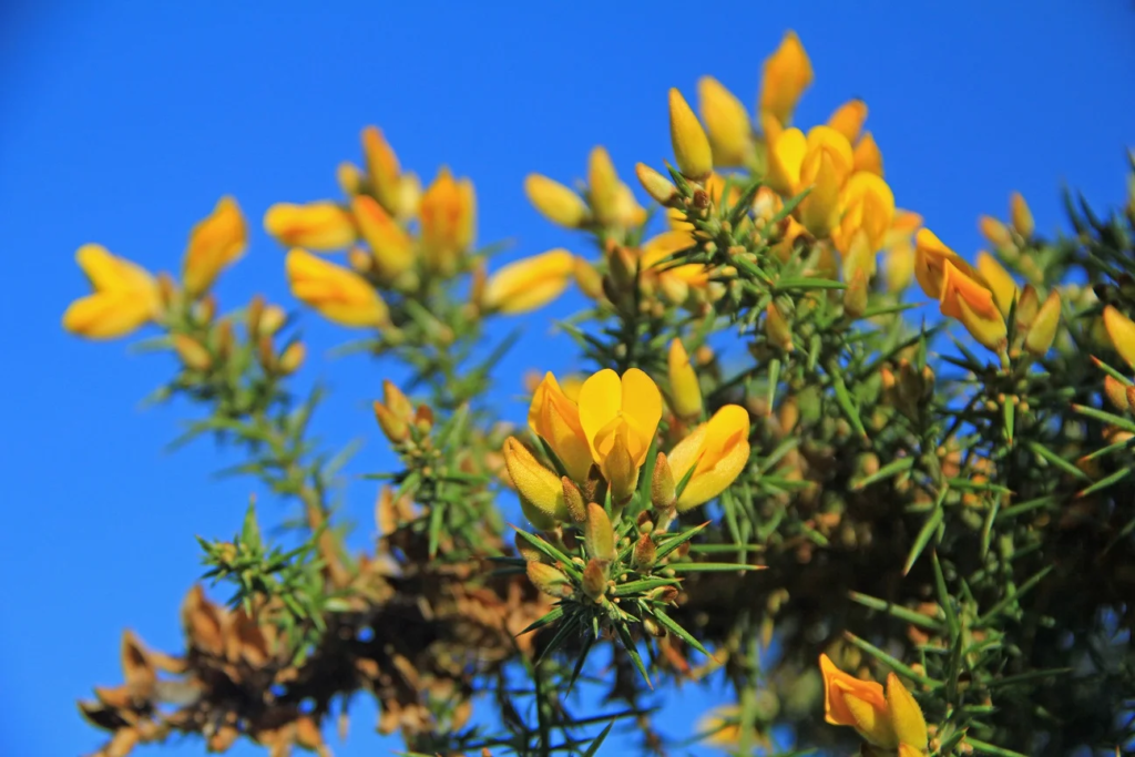 This image has an empty alt attribute; its file name is Gorse_25.jpg.webp