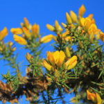 Gorse