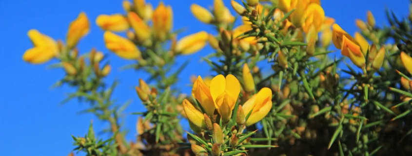 Gorse