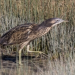 Australasian bittern - matuku/hūrepo - in wetland