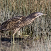 Australasian bittern - matuku/hūrepo - in wetland