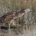 Australasian bittern - matuku/hūrepo - in wetland