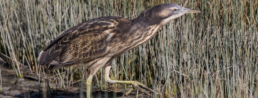 Australasian bittern - matuku/hūrepo - in wetland
