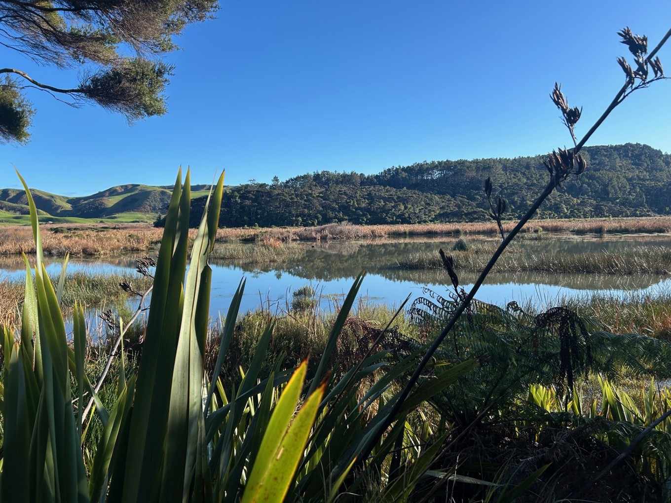 Te Henga Wetland – Soil and Health Association of NZ